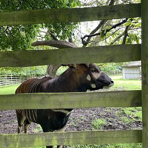 What is with the misshapen horn?