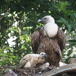 Western Eurasian griffon vulture with chick (Gyps fulvus fulvus), 2024-05-28