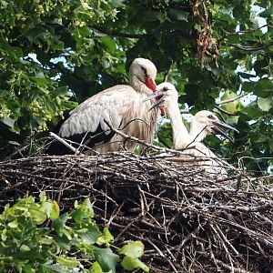European white stork with chicks (Ciconia ciconia), 2024-05-28