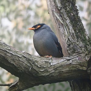 Bank myna (Acridotheres ginginianus), 2024-05-28