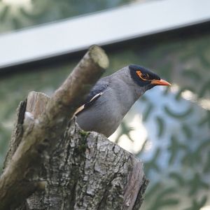 Bank myna (Acridotheres ginginianus), 2024-05-28