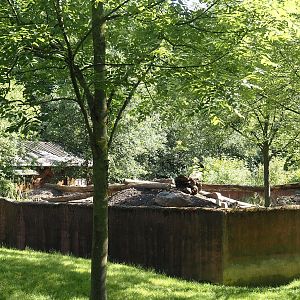 Tasmanian devil exhibit renovation and expansion - Renovation of existing exhibit, 2024-05-28