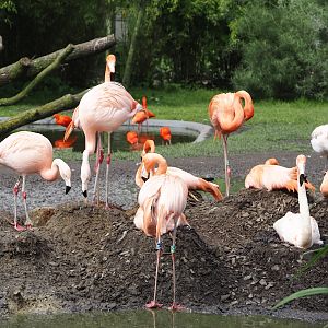 American and Chilean flamingos nesting again, 2024-05-28