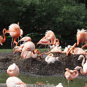 American and Chilean flamingos nesting again, 2024-05-28