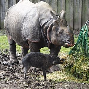 Indian rhinoceros (Rhinoceros unicornis) and Negros Visayan warty pig (Sus cebifrons negrinus), 2024-05-28