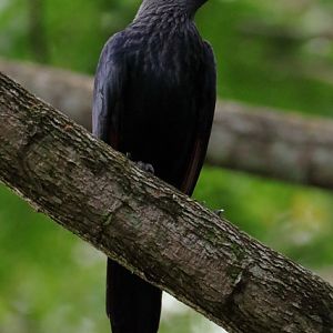 Starling ID - Bird Paradise (Singapore)