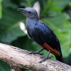 Starling ID - Bird Paradise (Singapore)