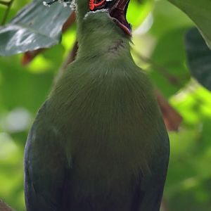 Turaco ID - Bird Paradise (Singapore)