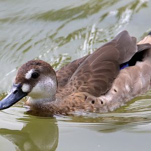 Duck ID - Bird Paradise (Singapore)