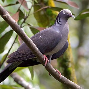 Pigeon ID - Bird Paradise (Singapore)