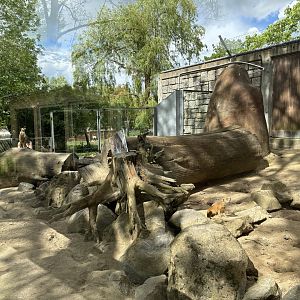 Yellow Mongoose and Meerkat at Zoologischer Garten Hof