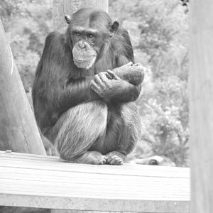 Chimp Portrait - Hananya's gropup (Valerie possibly?)