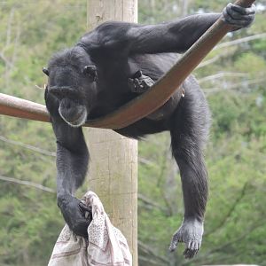 Chimp Climbing - Hananya's group