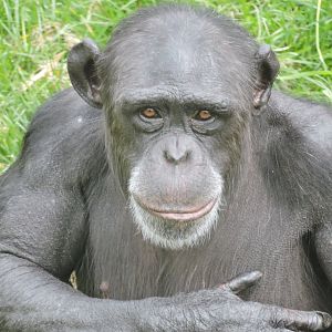 Chimp Portrait