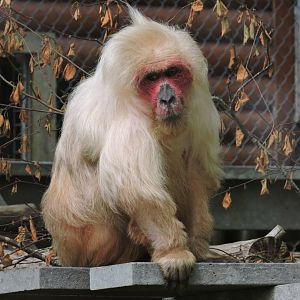 Stump-tailed macaque