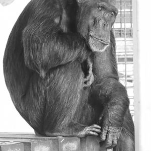 Chimp Portrait