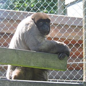 Woolly Monkey
