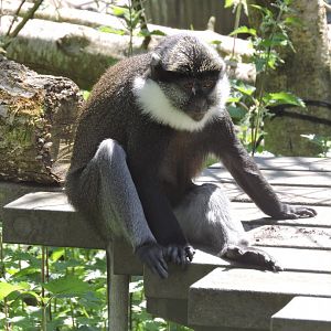 Red-bellied Guenon
