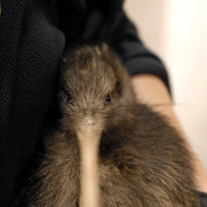 Manu [Northern Brown Kiwi] - Paignton Zoo 2024