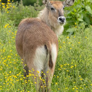 Waterbuck (Defassa waterbuck) : Whipsnade : 24 May 2024