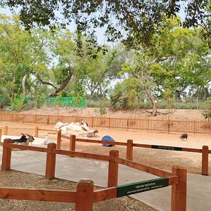 New petting zoo area 1