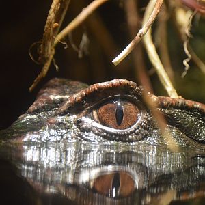 Amazon River Forest - Schneider's Dwarf Caiman (Paleosuchus trigonatus)