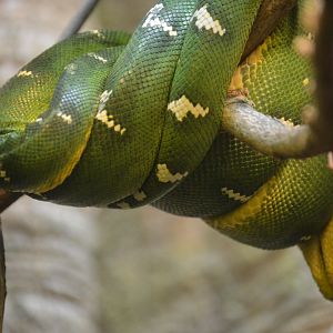 Amazon River Forest - Emerald Tree Boa (Corallus caninus)