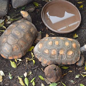 Upland Tropical Rainforest - Brazilian Giant Tortoise (Chelonoidis denticulatus)