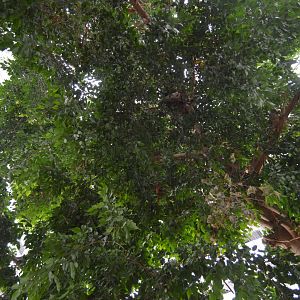 Upland Tropical Rainforest - Spot the Sloth