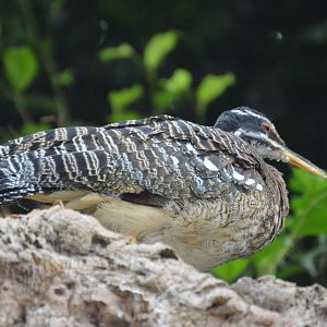 Upland Tropical Rainforest - Sunbittern (Eurypyga helias)