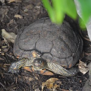 Upland Tropical Rainforest - Central American Wood Turtle (Rhinoclemmys pulcherrima manni)
