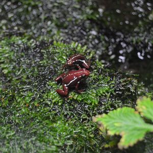 Hidden Life - Anthony's Poison Arrow Frog (Epipedobates anthonyi)
