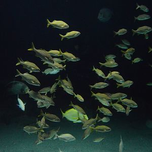 Atlantic Coral Reef - Smallmouth Grunts (Brachygenys chrysargyrea)