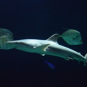 Atlantic Coral Reef - Blacknose Shark (Carcharhinus acronotus)