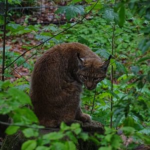 Carpathian lynx (Lynx lynx carpathicus)