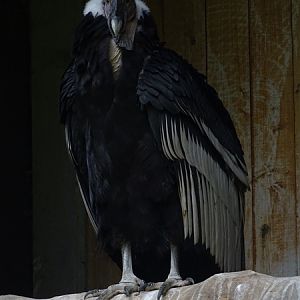 Andean condor (Vultur gryphus)