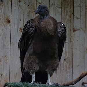 Andean condor (Vultur gryphus) juvenile