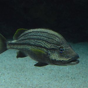 Atlantic Coral Reef - Spanish Grunt (Haemulon macrostoma)?