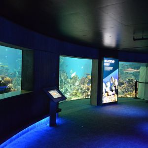 Blacktip Reef - Underwater Viewing