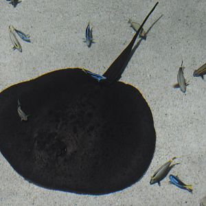 Blacktip Reef - Roughtail Stingray (Bathytoshia centroura)
