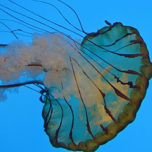 Jellies Invasion - Pacific Sea Nettle (Chrysaora fuscescens)