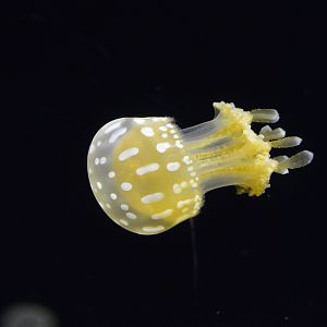 Jellies Invasion - Papuan Spotted Jelly (Mastigias papua)