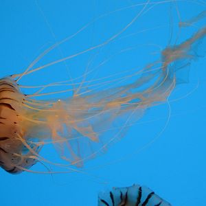 Jellies Invasion - Japanese Sea Nettle (Chrysaora pacifica)