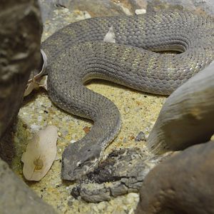Austraia: Wild Extremes - Plains Death Adder (Acanthophis hawkei)