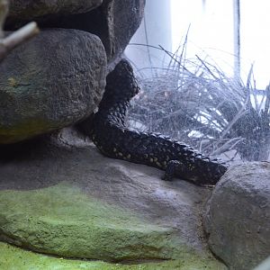 Austraia: Wild Extremes - Shingleback (Tiliqua rugosa)