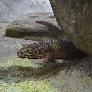 Australia: Wild Extremes - Hosmer's Spiny-tailed Skink (Egernia hosmeri)