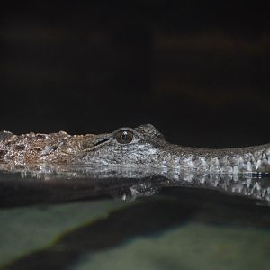 Australia: Wild Extremes - Freshwater Crocodile (Crocodylus johnstoni)
