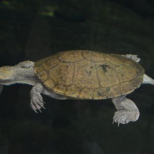 Australia: Wild Extremes - Victoria Short-necked Turtle (Emydura victoriae)