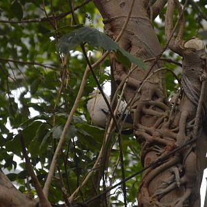 Australia: Wild Extremes - Pied Imperial Pigeon (Ducula bicolor)