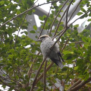 Australia: Wild Extremes - Laughing Kookaburra (Dacelo novaeguineae)